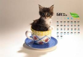 2015年6月日历壁纸站在杯子里的可爱小猫高清治愈系图片下载