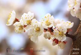 2015年6月日历精选小白花梨花护眼桌面壁纸下载