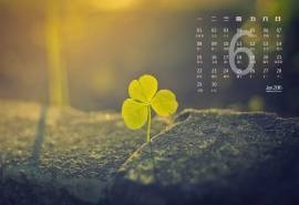 2015年6月日历壁纸晨光熹微中一棵三叶草唯美治愈系图片下载