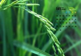 2015年6月日历壁纸精选保护视力的大自然风景绿色图片下载2