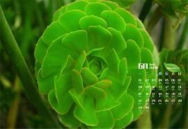 2015年6月日历壁纸清新护眼的多肉植物高清图片下载