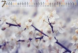 2015年7月日历精选清新小白花梨花高清植物花卉桌面壁纸下载