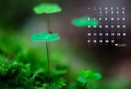 2015年7月日历绿色四叶草微距植物护眼高清电脑桌面壁纸下载