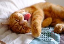 2015年8月日历壁纸伸出舌头的可爱小猫咪高清可爱图片