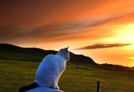 黄昏下眺望远方的可爱猫咪图片桌面壁纸下载