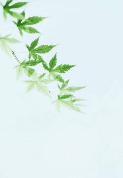 夏日唯美小清新植物图片iphone6壁纸下载
