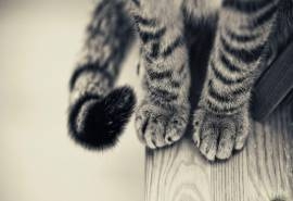 lomo风格的可爱猫咪图片小猫爪特写高清桌面壁纸