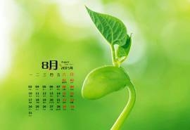 2015年8月日历桌面壁纸生机盎然的嫩芽绿色图片