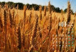 2015年8月日历金色麦穗风吹摆动静物电脑超清壁纸下载