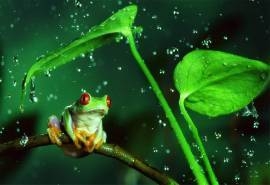 下雨天淋雨的青蛙高清特写图片电脑桌面壁纸
