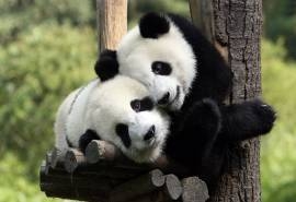 中国国宝大熊猫桌面壁纸图片下载