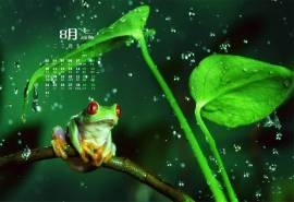 2015年8月日历壁纸下雨天淋雨的青蛙高清特写图片
