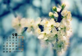 2015年9月日历精选清新枝芽梨花花卉桌面壁纸下载