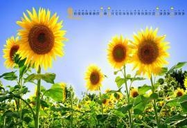 2015年9月日历壁纸唯美向日葵电脑图片下载