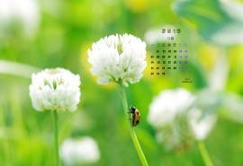 2015年9月日历壁纸精选绿色护眼四叶草唯美风景图片1