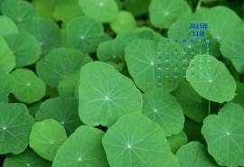 2015年11月日历精选清新养眼的绿色图片壁纸1