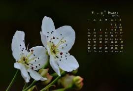 2016年1月日历梨花桌面壁纸下载
