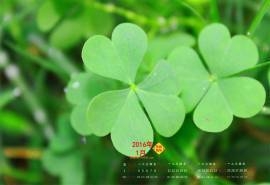 2016年1月日历四叶草桌面壁纸下载
