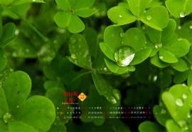 2016年1月日历护眼四叶草桌面壁纸下载