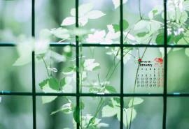2016年1月日历精选封住的绿色桌面壁纸下载