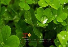 2016年1月日历幸运小清新四叶草桌面壁纸