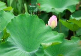 2016年1月日历高清精选绿色桌面壁纸下载3