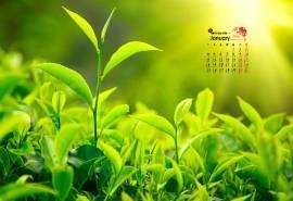 2016年1月日历高清精选绿色桌面壁纸下载10