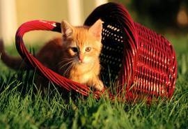 精选玩篮子的小猫桌面壁纸下载