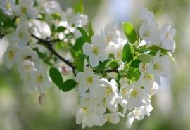 盛开的梨花高清摄影桌面壁纸下载