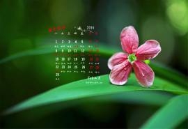 2016年2月日历绿色桌面壁纸