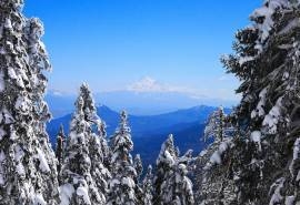 森林雪景桌面壁纸图片下载