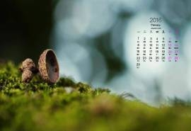 2016年2月日历松壳绿色桌面壁纸