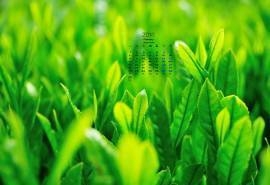 2016年2月日历唯美高清绿色桌面壁纸图片下载