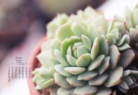 2016年2月日历多肉植物电脑高清桌面壁纸图片下载
