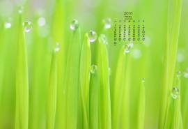 2016年2月高清绿色桌面壁纸图片下载7