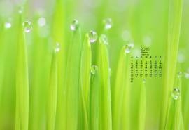 2016年2月日历高清绿色桌面壁纸图片下载2