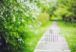 2016年2月日历高清绿色桌面壁纸图片下载3