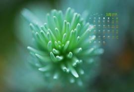 2016年3月日历绿色护眼多肉植物图片