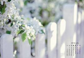 2016年3月日历栅栏里的梨花桌面壁纸