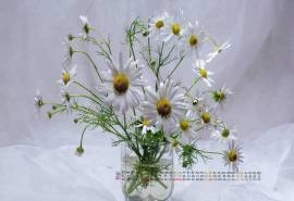 2016年3月日历壁纸杯子里的雏菊花束