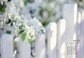 2016年4月日历栅栏边唯美的梨花桌面壁纸