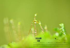 2016年4月日历清新绿色桌面壁纸
