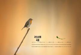 2016年4月日历可爱的鸟图片动物壁纸