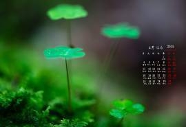 2016年4月日历幸运四叶草桌面壁纸