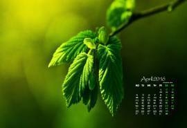 2016年4月日简约护眼绿色桌面壁纸