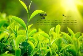 2016年4月日历绿色清新绿茶壁纸