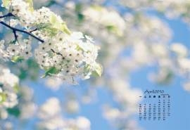 2016年4月日历春天满树梨花唯美风景高清壁纸