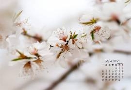 2016年4月日历春天唯美好看的梨花壁纸