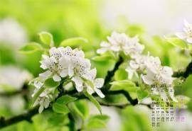 2016年5月日历唯美梨花桌面壁纸