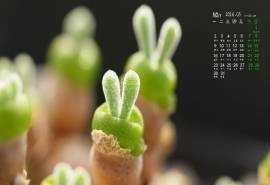 2016年5月日历多肉植物桌面壁纸